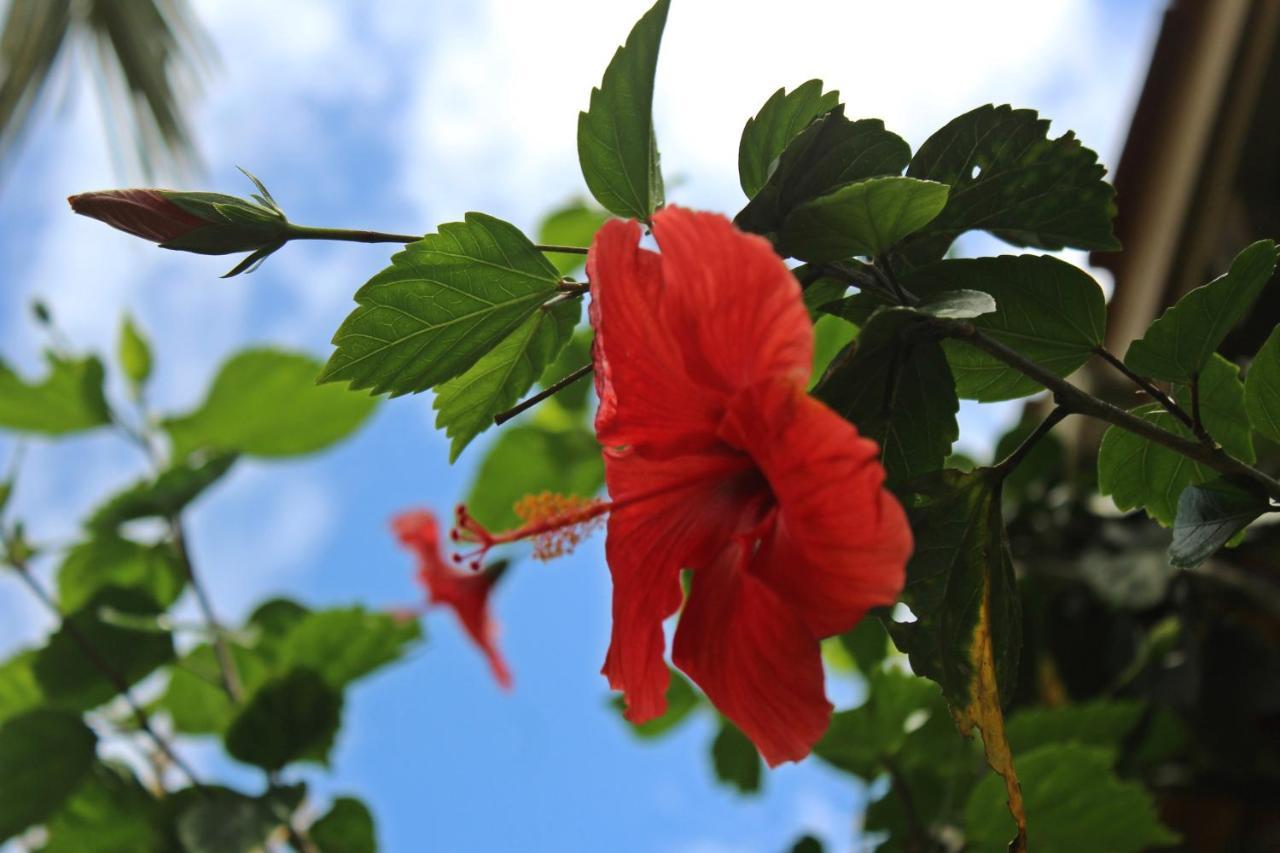 Morada Dos Hibiscos Hotel Praia do Rosa Exterior foto